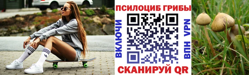 Купить  Кимры  Псилоцибиновые грибы Psilocybe 
